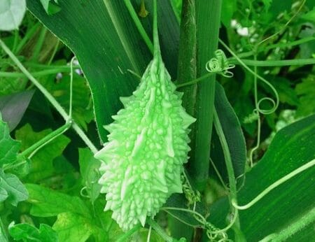 Top 6 health benefits of Bitter Gourd! Bitter Gourd