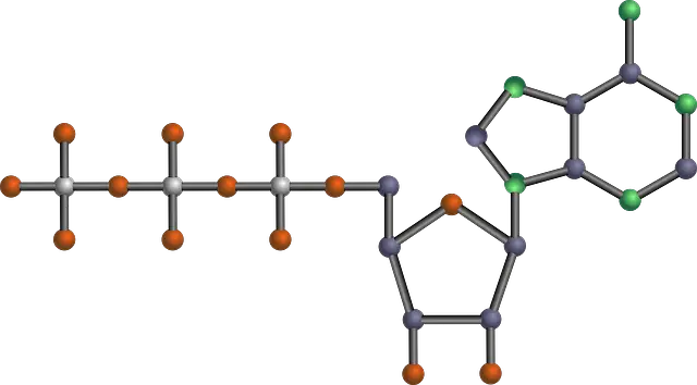 Metabolism