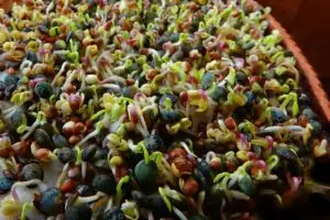 Nutrient Power: The Foundation of True Health and Energy Nutrients